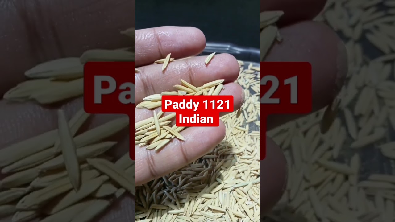 Paddy 1121 Indian 