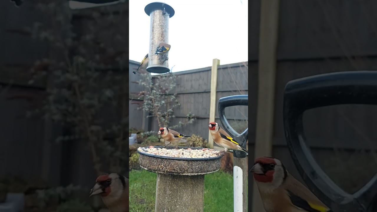 Goldfinch in the garden 