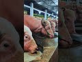 Boro Guru  #comedy #funny #cow #cowvideos #chakabangla #eid