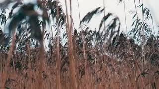6224602 sd 426 240 25fps