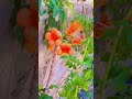**"Orange is the happiest color."**#orangeflowers #marigold #sunsettints #floralmagic #nature
