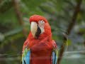 Por qué cantan los pájaros