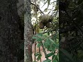 Neighbor's Durian Harvest • Panen Durian Tetangga • Дуриан у соседей созрел!