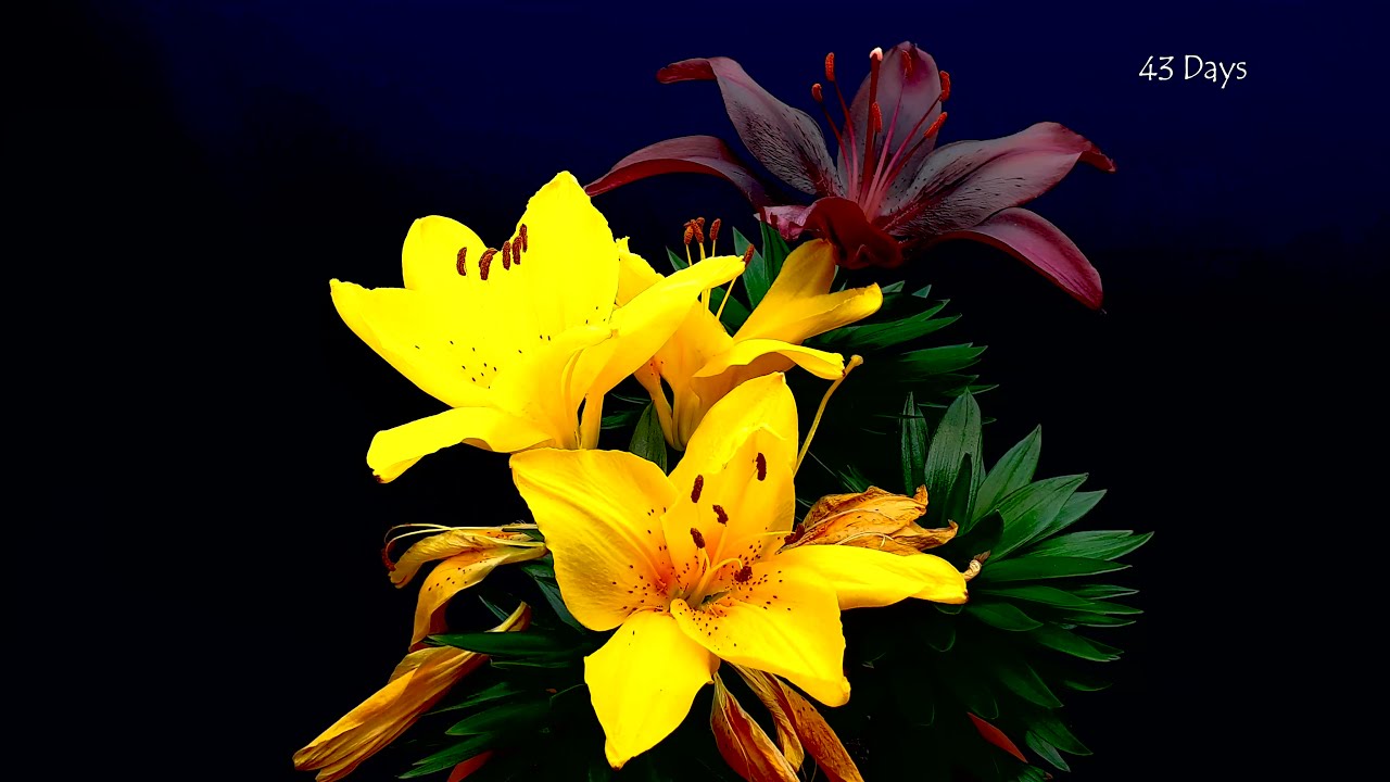 Growing Lily Time Lapse YouTube