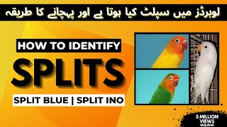 How to Identify Splits in Lovebirds | What is Possible Split