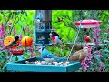 Live cottage garden bird feeder woodpeckers hummingbirds catbirds and much more