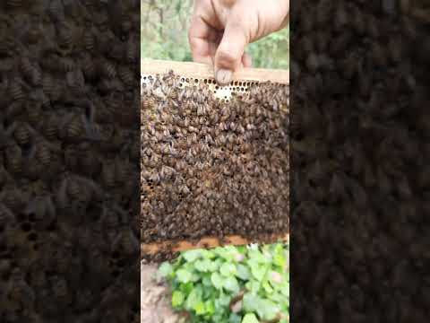 Video cách ghép quân và nhộng đơn giản mà hiệu quả - youtube