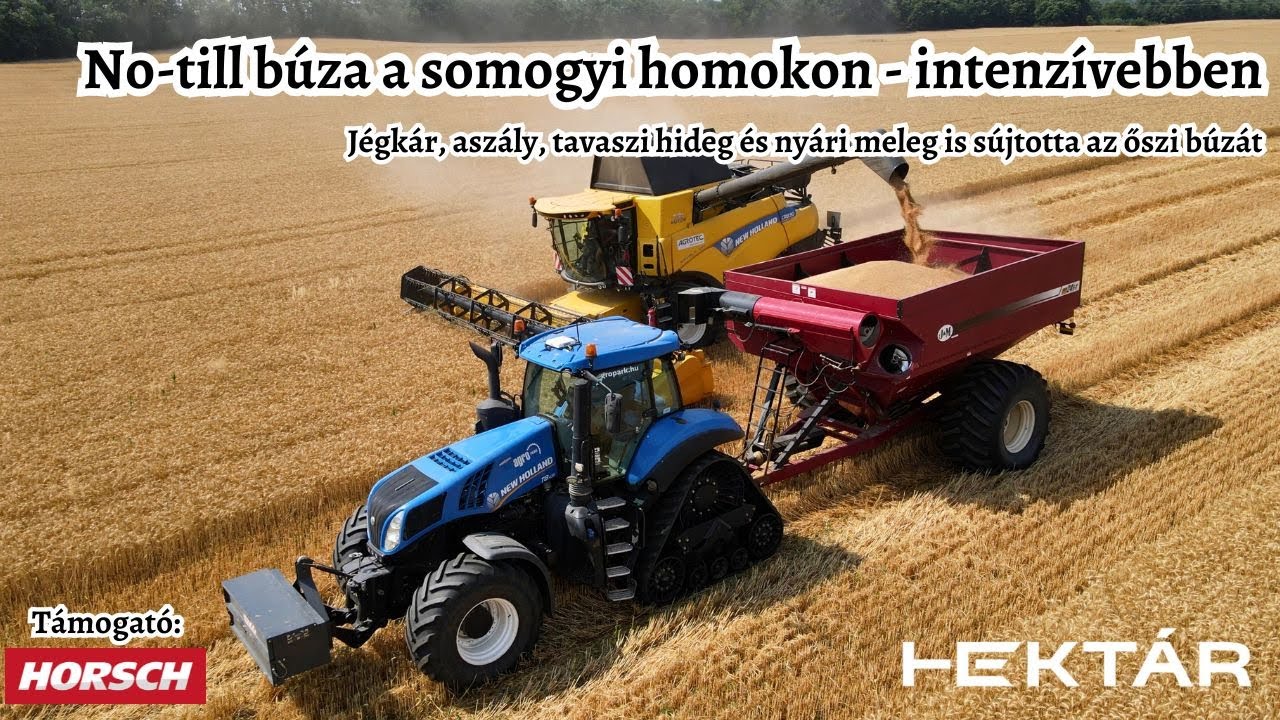 Mit bizonyított a no-till búza a somogyi homokon? Intenzívebben vagy extenzívebben érdemes termelni?