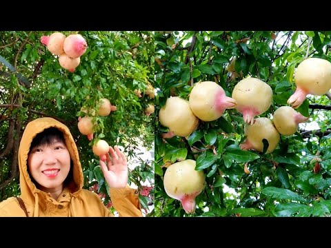 Video Vườn lựu mùa mưa ở Mỹ, hái bầu sao trong vườn nhà - youtube