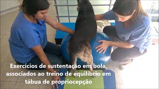 Tratamento Fisioterapia Veterinária - Artrose