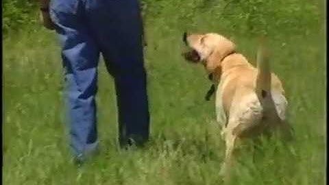 Basic Training with the Tri Tronics Electronic Collar