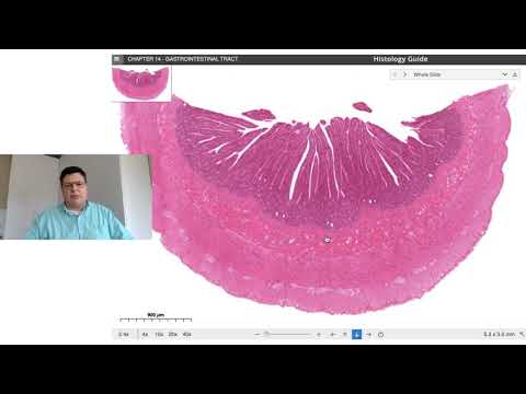 Histologia dos intestinos