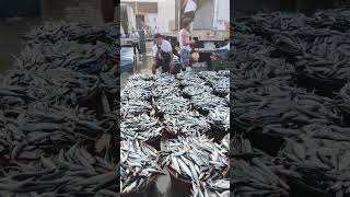 NAVOTAS FISH PORT 4/25/26
