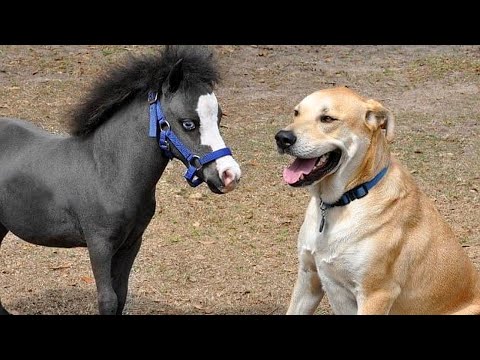 Funny HORSE VIDEOS will make you EXPLODE LAUGHING