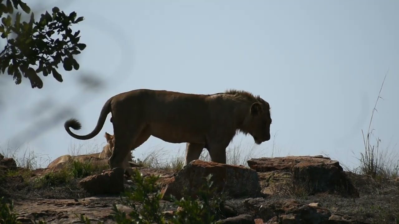 Zaza, The Son Of Gomondwane Tank. Young Male Lion Getting Stronger! #lion