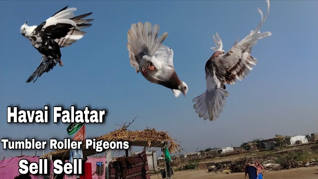 Havai Faltar Tumbler Pigeons || Sell Roller Girebaz || 