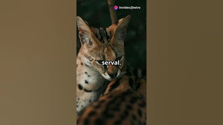 Video 9407281: sweet bengal cat, beautiful bengal cat, long cat, cat breed