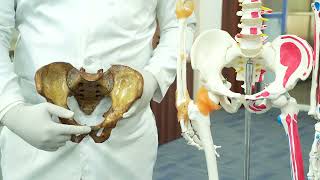 How to hold Pelvis in Anatomical Position? How to hold Pelvis in Anatomical Position?