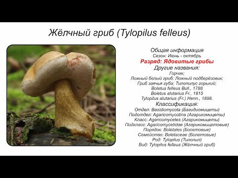 Жёлчный гриб (Tylopilus felleus)