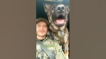 Thumbnail of You Wont Believe How Big This K9 Is!