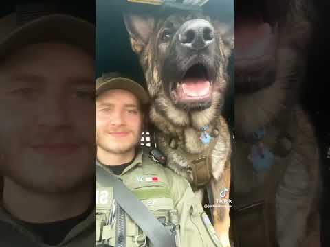 Video: Amerikanska ideella gåvor Frankrike med utbildad polishund i ära av diesel