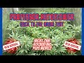 Professor autoflower back to the grow tent  night owl rocbud inc and more  new arrivals coming