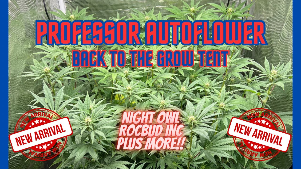 Professor Autoflower Back to the Grow Tent | Night Owl, RocBud Inc., and More | New Arrivals Coming