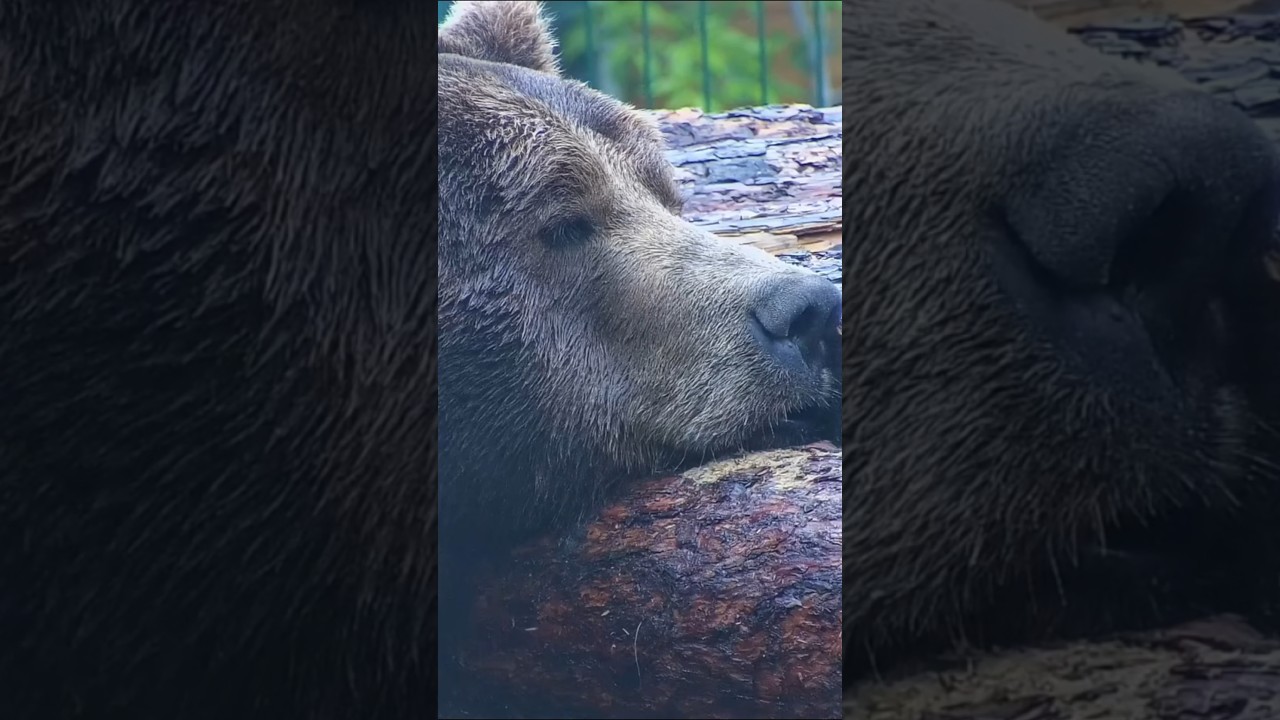 ранним утром#мансур #авиамедведь #mansurbear #медведьмансур