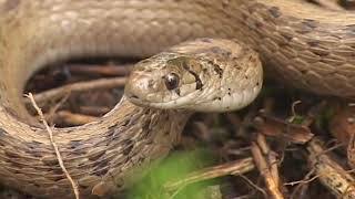 Rattlers, Peepers, & Snappers Introduction Video Montage Wealth