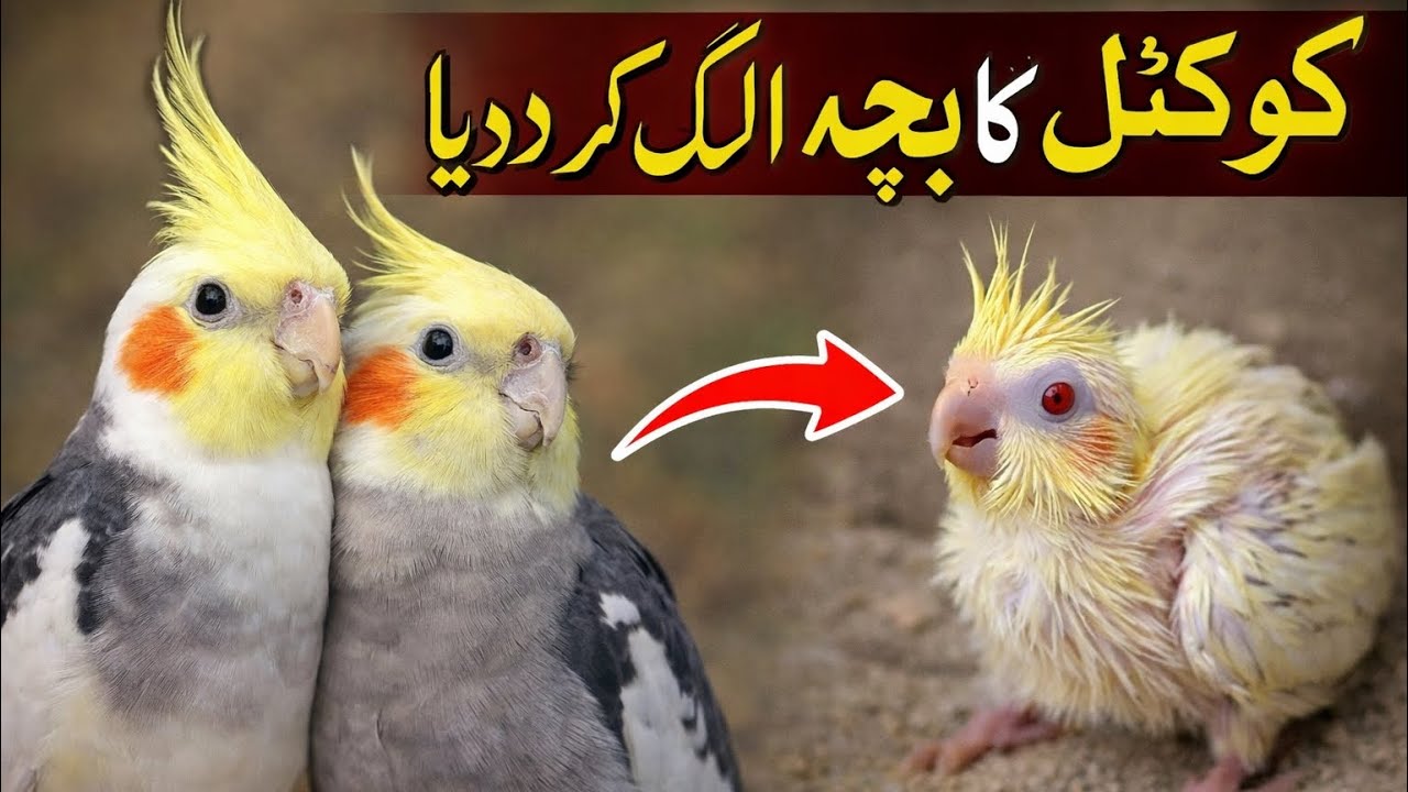 Cocktail Ka bachalak Kar Liya