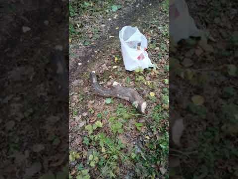 изделия из коряги