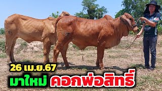 พาชมวัวมาใหม่ | 26 เม.ย.67 | แบบนี้น่าเลี้ยง ใครหาอยู่มาชมที่นี่ได้เลยครับ วัวเพื่อเกษตรกรจริงๆ.