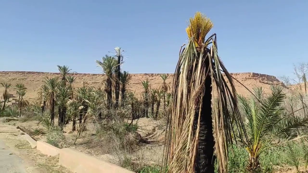 شاهد .. النخلة المحروقة المعطاء بواحة أوفوس جنوب شرق المغرب