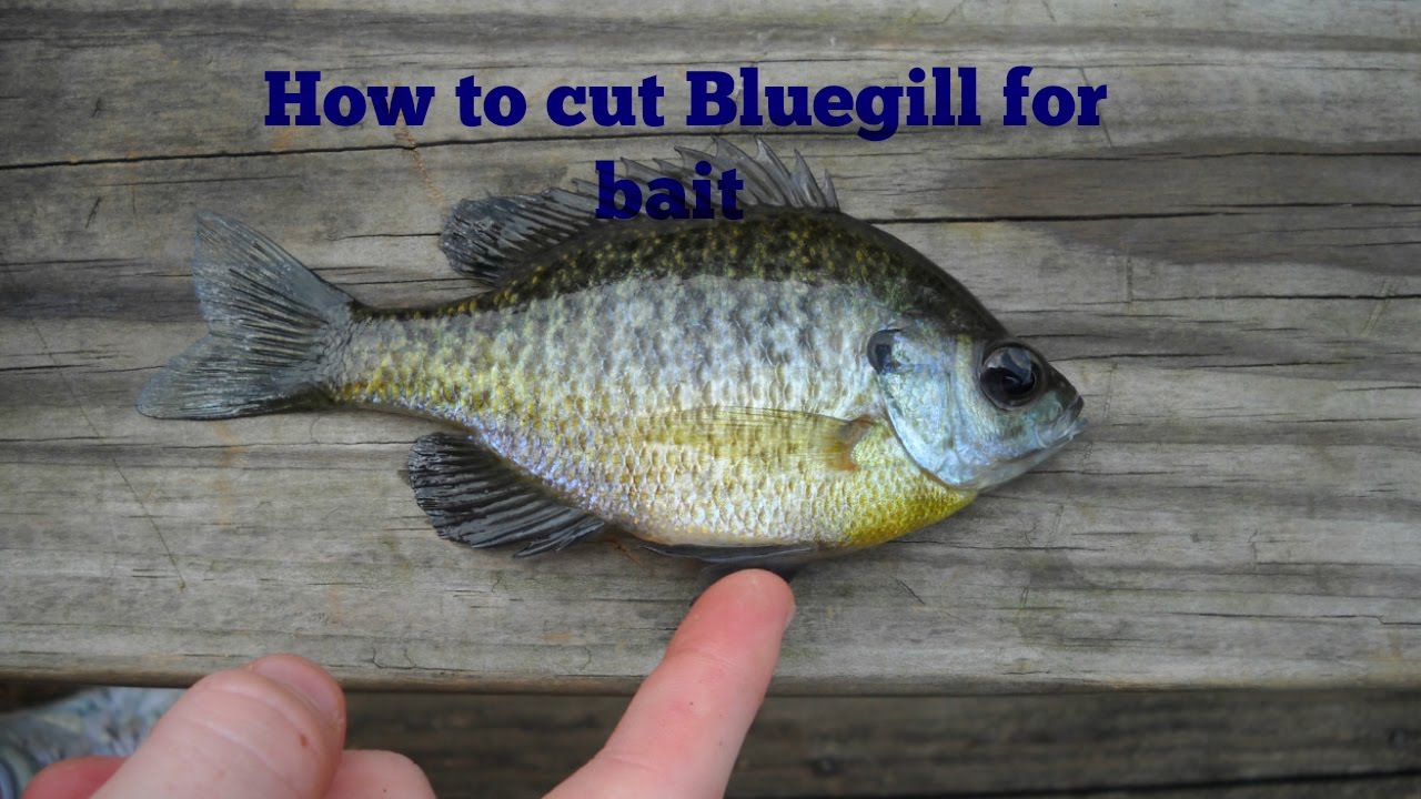 How to cut a bluegill into bait 