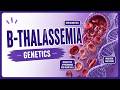 Beta Thalassemia II Genetic, Pathophysiology, Symptoms, Diagnosis, Treatment