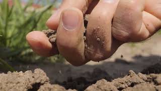 The Green Revolution  Bio Microbial Fertiliser