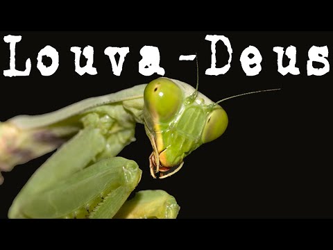 Vídeo: Como é Um Louva-a-deus