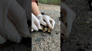 Hammer test on foraged black walnuts 🔨 #foraging #forageharvest #nativeplants #easttexas #freefood