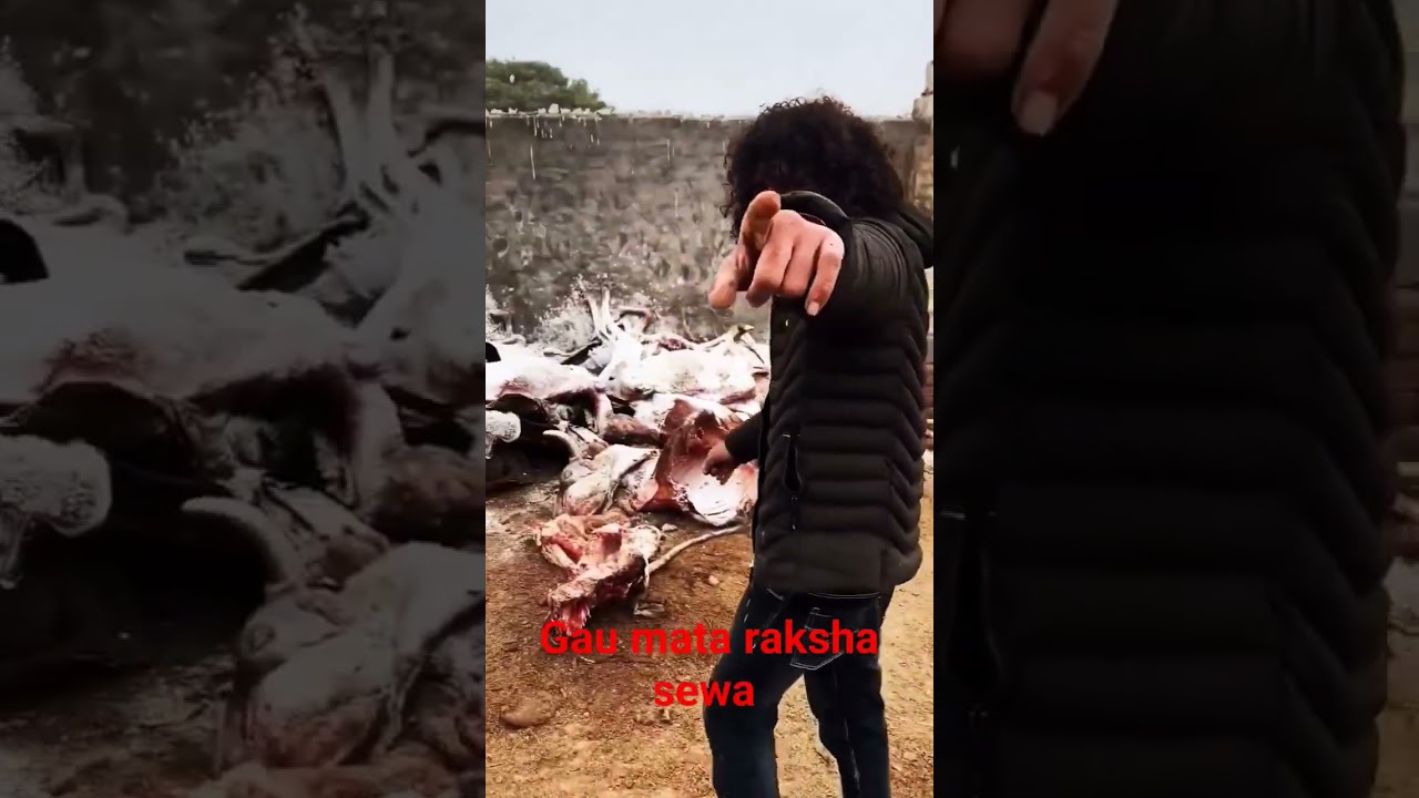 Gau mata raksha sewa 🐄🙏 