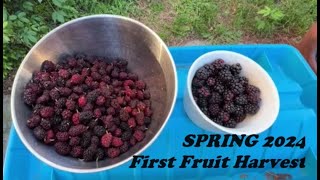 First Fruits of the Year 2024, Mulberry/Blackberry Harvest
