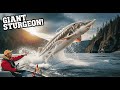 This Ancient Sturgeon Shocked Us! Hunting a Living Dinosaur in Fraser River