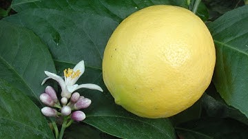 Growing Meyer Lemons in Containers | How to Grow a Lemon Tree
