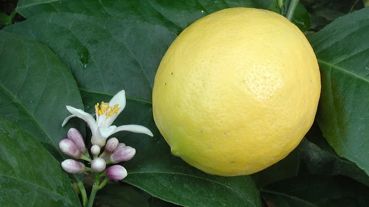 Growing Meyer Lemons in Containers | How to Grow a...