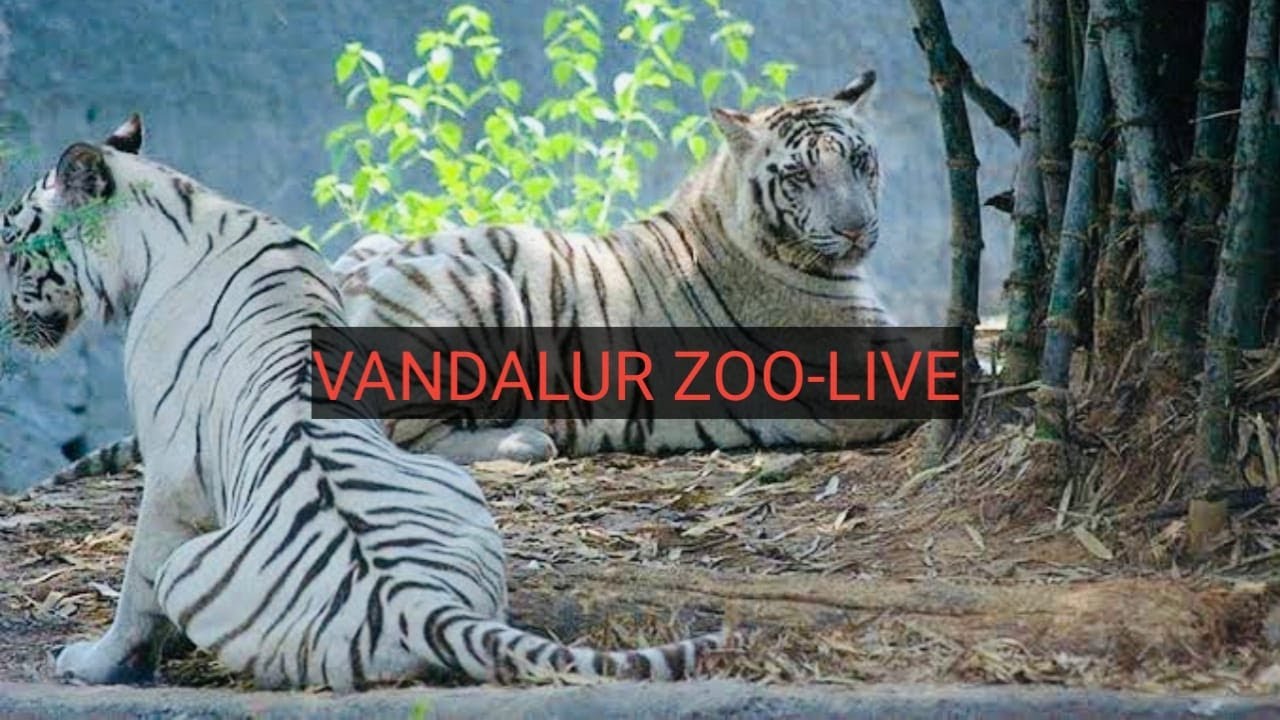 vandalur zoo-LIVE