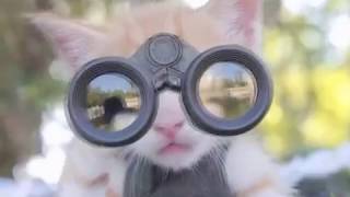 CATS will make you LAUGH YOUR HEAD OFF - Funny CAT compilation