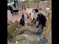Dogs got confused when a man hide the ball during throwing ball upwards