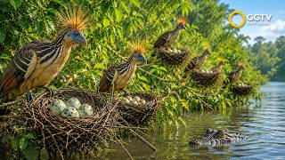 Hoatzin: 90 Days From Egg to Survivor | Born With Claws