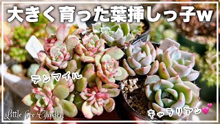 専用‼︎多肉植物^o^ 葉挿し赤ちゃんフレーベル錦 YouTube