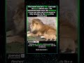 The Roar Hasn't Loaded Yet    #wild  #animals #cute #viral #animalshorts #lion #facts #wow