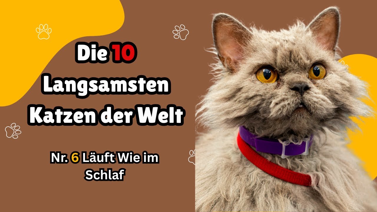 Die 10 langsamsten Katzen der Welt – Ruhige, gemütliche und super entspannte Rassen ! 🐱🐢